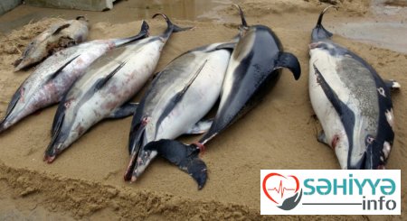 Fransada dəniz sahilinə yüzlərlə delfin çıxdı
