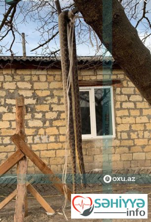Azərbaycanda evin həyətindən 6 metrlik ilan tapıldı – FOTO