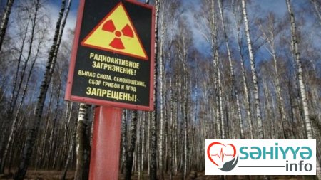 Çernobılın bitkiləri: öldürücü radiasiya onları niyə öldürmədi?
