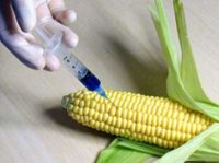 GMO-lu məhsullardan uzaq olun.