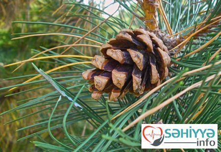 Bir çox dərdin dərmanı: Hətta ruhi xəstəni də sağaldır – İnanılmaz resept