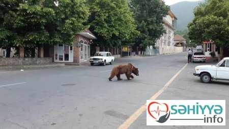 Şəkinin mərkəzində ayı TƏŞVİŞƏ SƏBƏB OLDU - Nazirlikdən XƏBƏRDARLIQ/FOTO