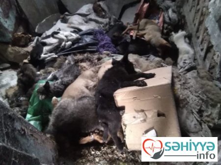 İtləri və pişikləri öldürənə cinayət işi açıldı.