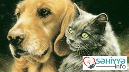 Azərbaycanda heyvanlar arasında koronavirusa yoluxma halı olubmu?