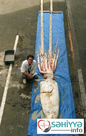 Okean dibinin DƏHŞƏTLİ SAKİNLƏRİ - FOTO