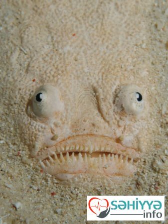 Okean dibinin DƏHŞƏTLİ SAKİNLƏRİ - FOTO