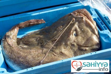 Okean dibinin DƏHŞƏTLİ SAKİNLƏRİ - FOTO