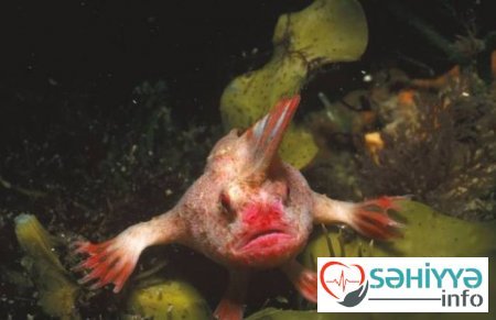 Okean dibinin DƏHŞƏTLİ SAKİNLƏRİ - FOTO