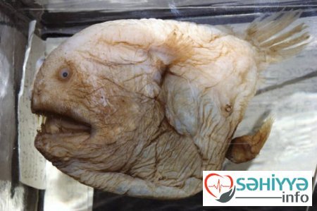 Okean dibinin DƏHŞƏTLİ SAKİNLƏRİ - FOTO