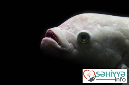 Okean dibinin DƏHŞƏTLİ SAKİNLƏRİ - FOTO