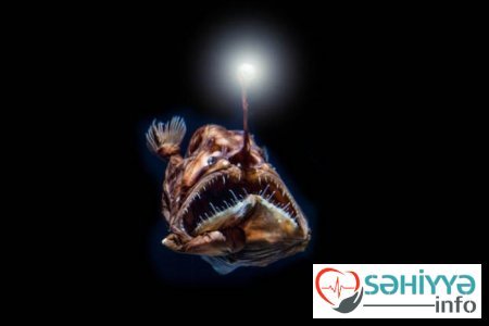 Okean dibinin DƏHŞƏTLİ SAKİNLƏRİ - FOTO