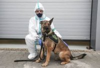 Pakistanda koronavirus xəstələri itlər vasitəsilə aşkarlanır