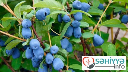 Yaşlanma ilə mübarizə aparan ƏN FAYDALI BİTKİ