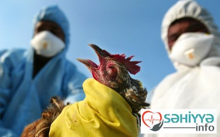 Çexiyada quş qripi yayılıb