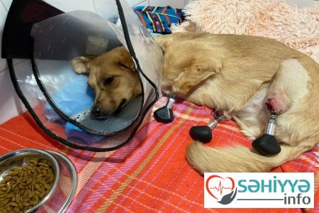 Rusiya veterenarları dünyada ilk dəfə itə protez ayaqlar qoydular.