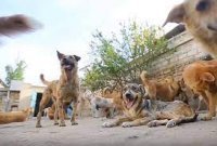 Sahibsiz itlər sakinləri qorxudur.