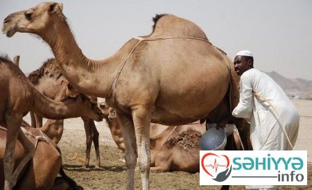 Ərəblərin biznesə çevirdiyi dəvə sidiyi haqqında ŞOK FAKTLAR