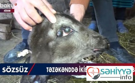 Ağdamda ikibaşlı buzov doğulub - VİDEO