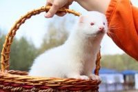 Albinos Albinizm nədir