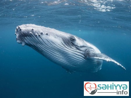 150 tonluq göy balinalarla bağlı İLGİNC FAKT