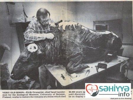 Görmədiyimiz heyvanın ətindən kabab... - 50 min illik sirr açıldı Görmədiyimiz heyvanın ətindən kabab... - 50 min illik sirr açıldı