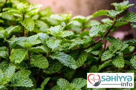 Qocalmanı gecikdirən bitki Qocalmanı gecikdirən bitki