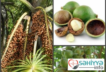 Bu fındıq növü ürəyi qoruyur, arterial təzyiqi azaldır