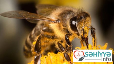 Arılarda olan bu maddə 58 yaşlı kişini öldürüb