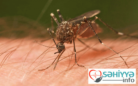 Ağcaqanaddan canımızı necə qurtaraq?