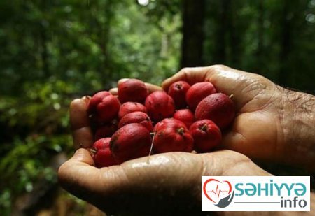 Bu meyvə xərçəngi kökündən BALTALAYIR - 24 saata...