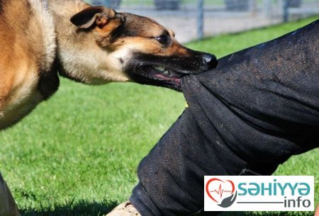 Bu şəhərlərimizdə it dişləməsi ən yüksəkdir