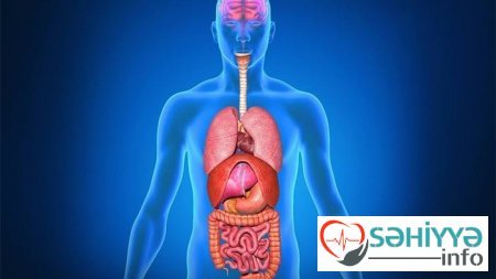 İnsan orqanizmində ən çox yağdan ibarət ORQAN