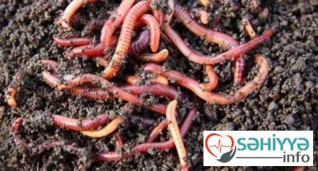 Bağında qurd axtarırdı, xəzinə tapdı - Fotolar