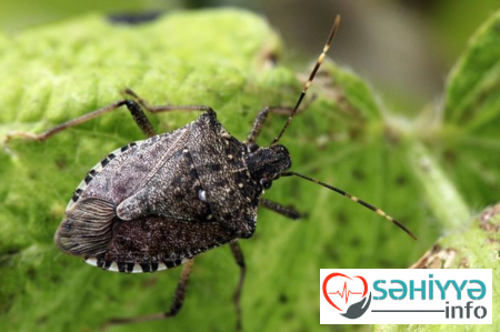 Azərbaycanda sürətlə yayılan qəhvəyi mərmər bağacığına qarşı necə mübarizə aparmaq olar?