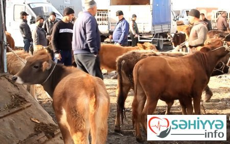 Bu gündən heyvan bazarları bağlanır