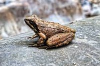 Çində qadın yeddi qurbağa yedi, xəstəxanalıq oldu