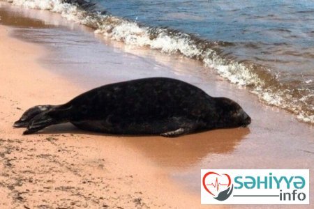 Xəzərin sahillərində yüzlərlə ölü suiti tapıldı