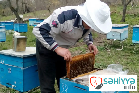 Azərbaycana gənə yoluxmuş arı idxal edildi - Açıqlama