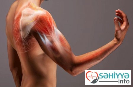 Sağlam əzələ, sağlam bədən...