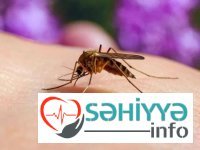 Ağcaqanadlar ən çox onları SANCIR