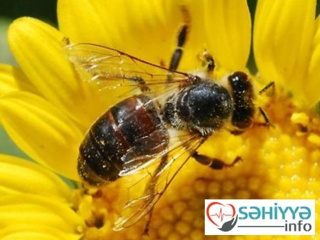 Arılar niyə su içir? – Çoxlarının bilmədiyi faktlar