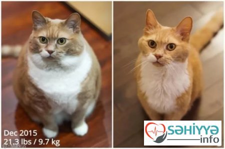 11 kiloqramlıq pişik interneti fəth etdi: İndi arıqlamağa başlayıb